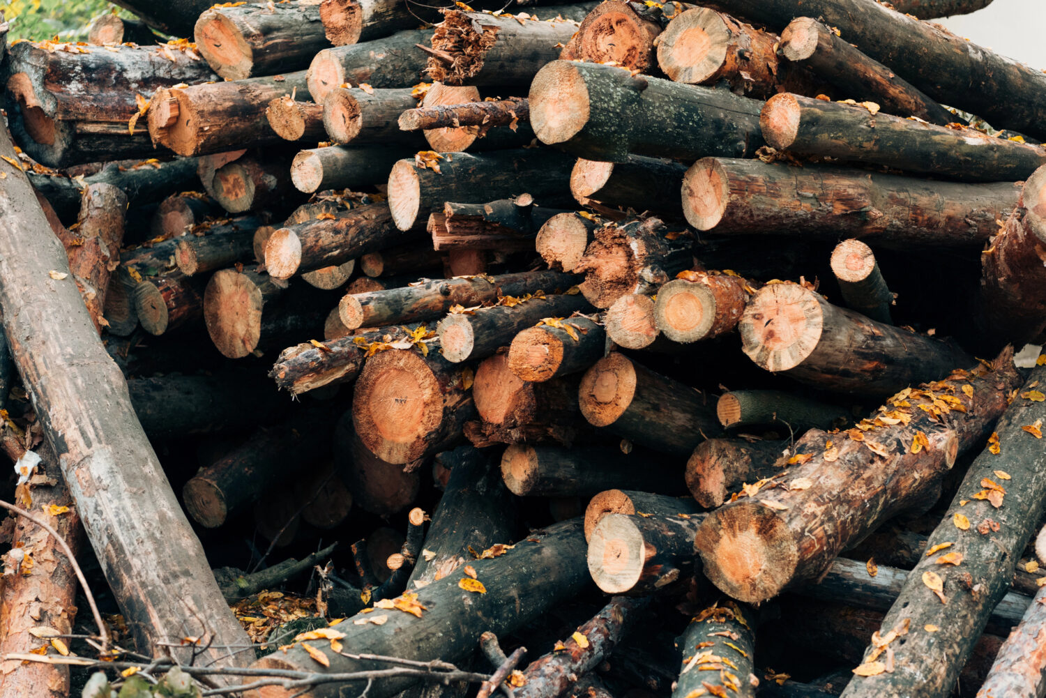 A stack of cut tree logs with rough bark and some fallen leaves scattered on and around the wood.