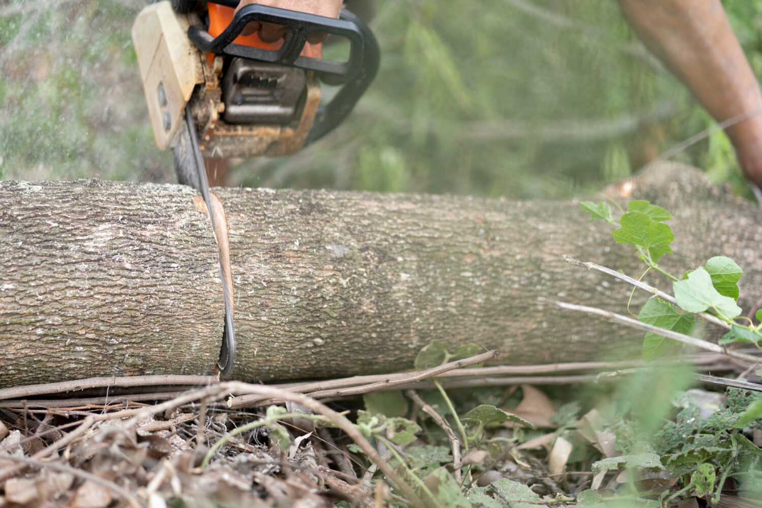 A person is using a chainsaw to cut through a thick log lying on the ground outdoors.
