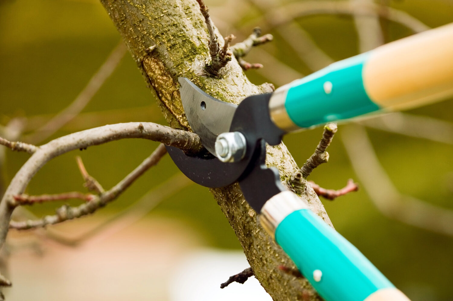 A close-up of pruning shears cutting a tree branch, with small twigs and a green background visible.