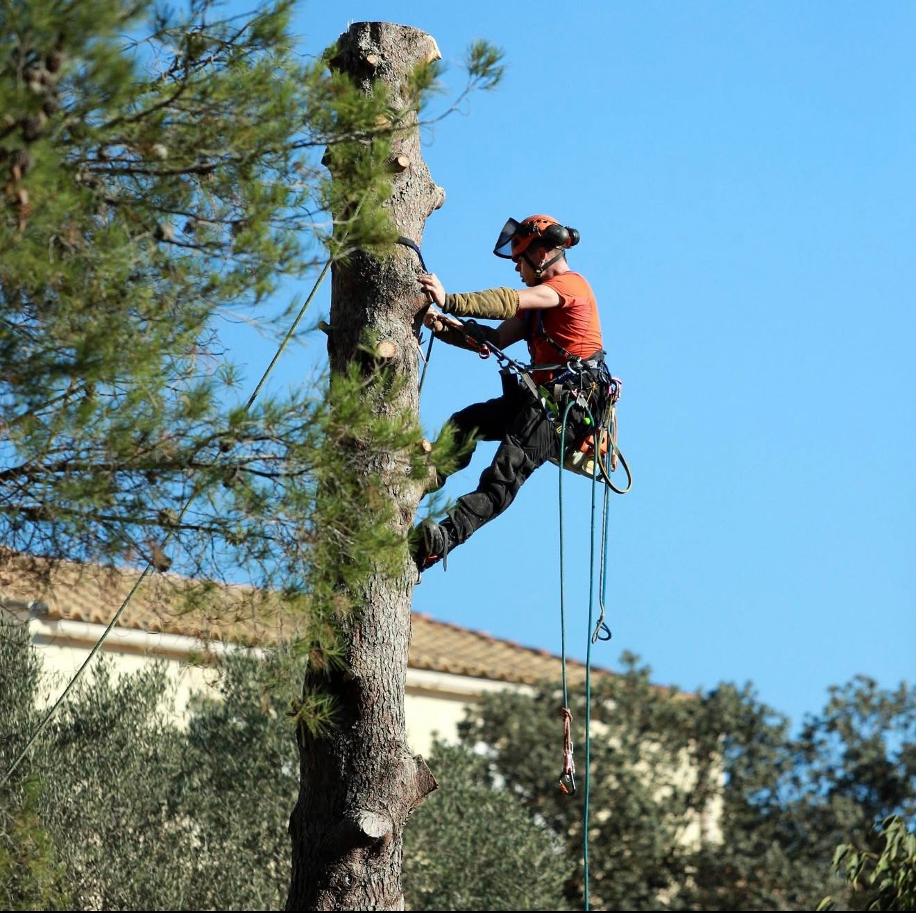 A tree worker in safety gear uses ropes and climbing equipment to scale a large tree trunk, with a building and blue sky in the background.