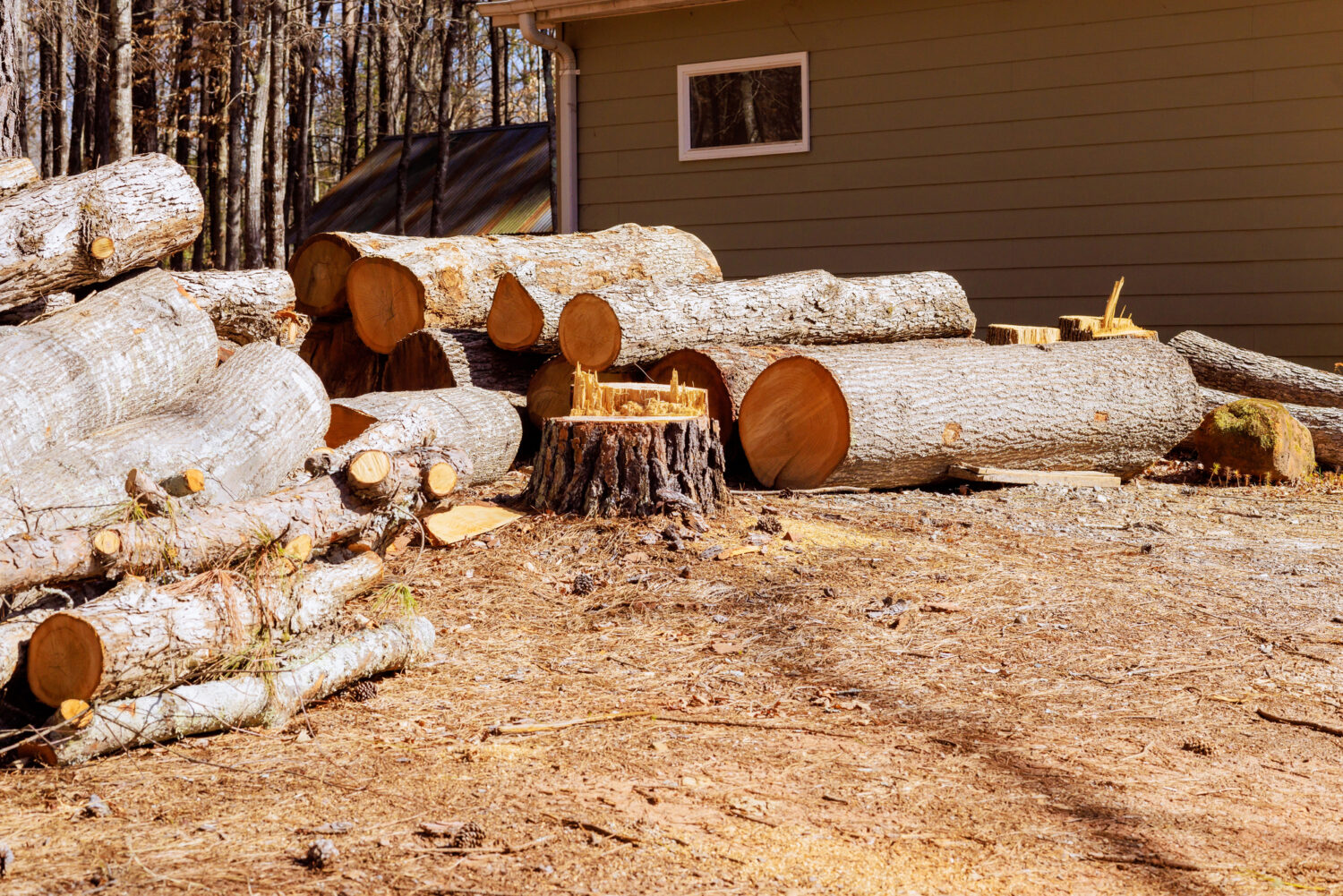 Tree logs and branches stacked on the ground near a tree stump and a house in a wooded outdoor area.