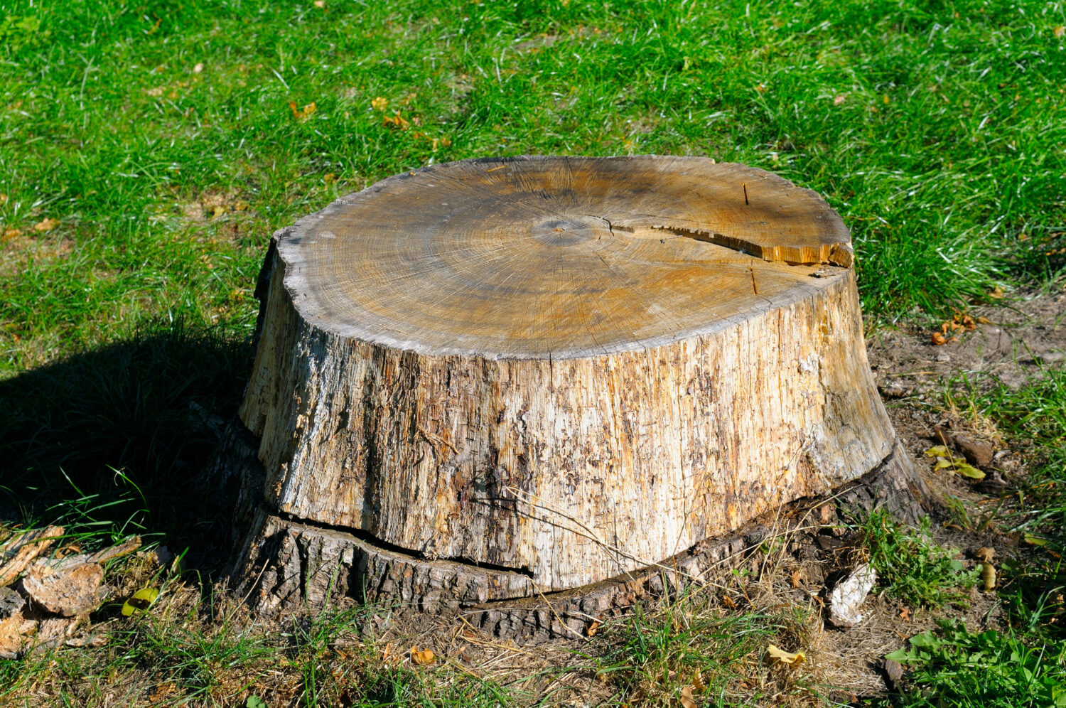 A large tree stump with visible growth rings sits on green grass in a sunlit outdoor area.